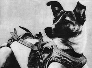 Laika - Russisk rumhund…